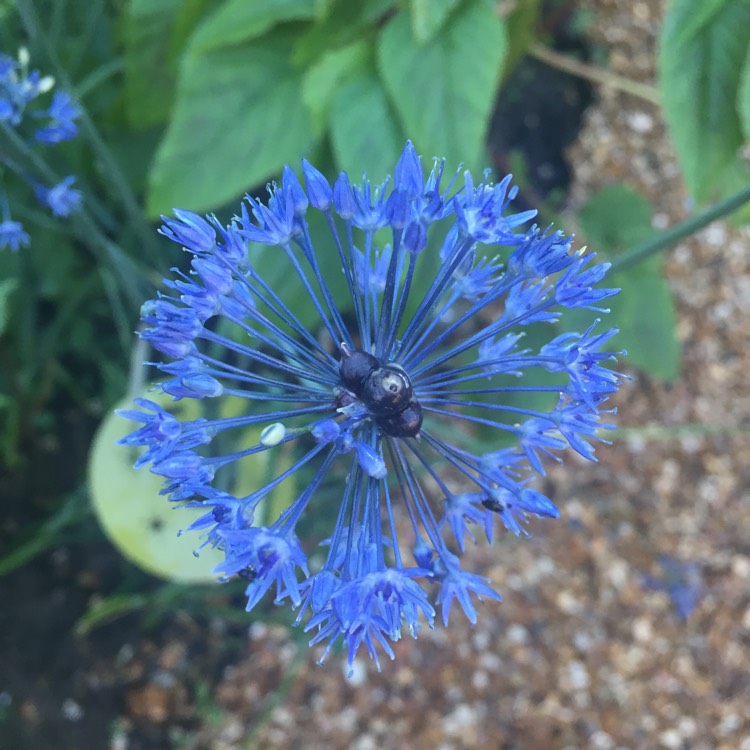 Plant image Allium caeruleum syn. Allium azureum, Allium caeruleum azureum, Allium coerulescens