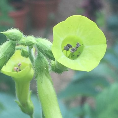 Nicotiana alata 'Lime Green'