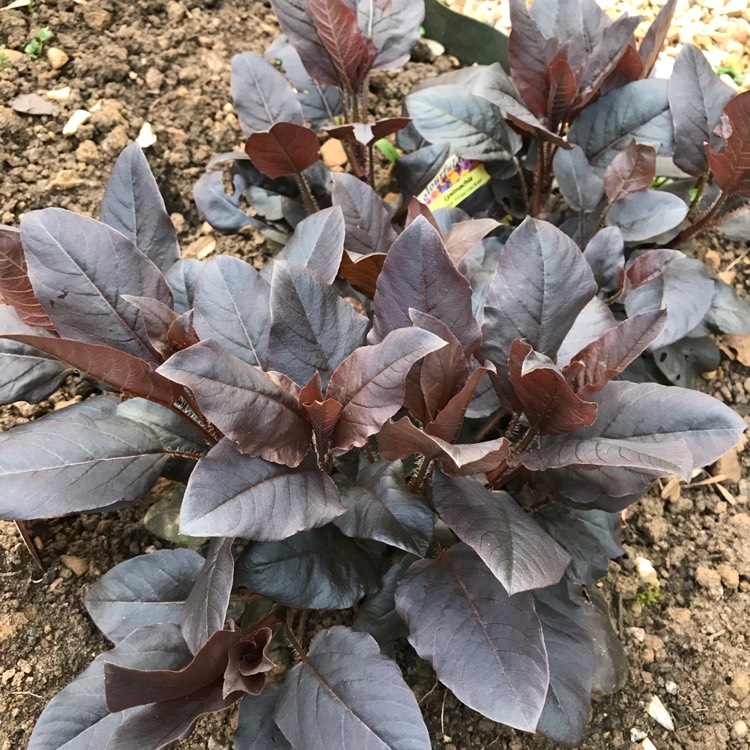 Plant image Lysimachia ciliata 'Firecracker'