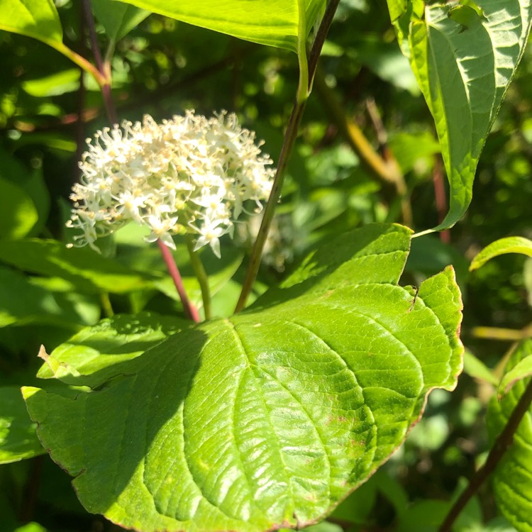 Plant image Cornus sericea 'Cardinal'