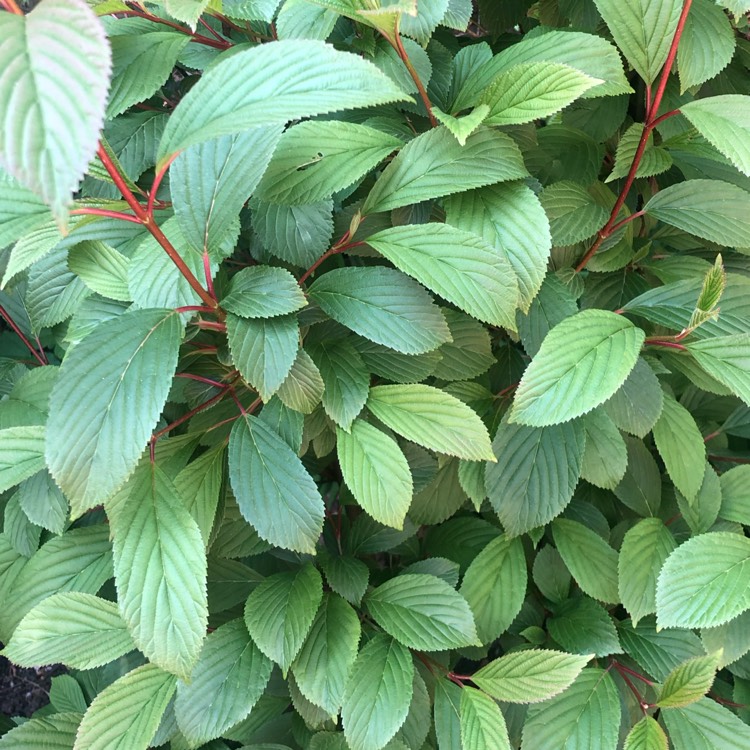 Plant image Viburnum farreri syn. Viburnum 'Fragrans'