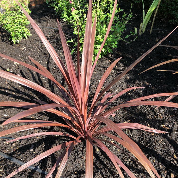 Plant image Cordyline australis 'Torbay Red'