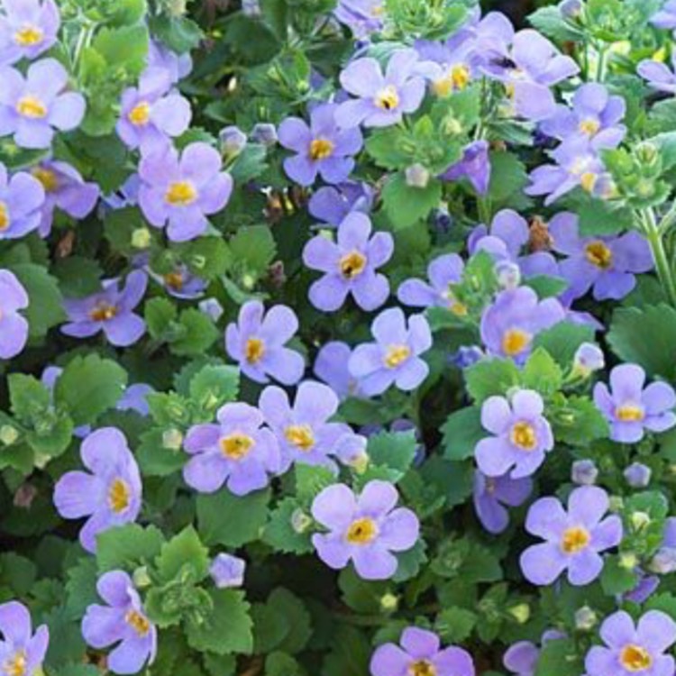 Plant image Sutera Cordata 'Abunda Colossal Blue syn. 'Bacopa 'Abunda Colossal Blue'