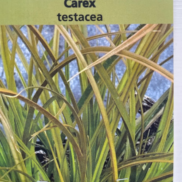 Plant image Carex Testacea