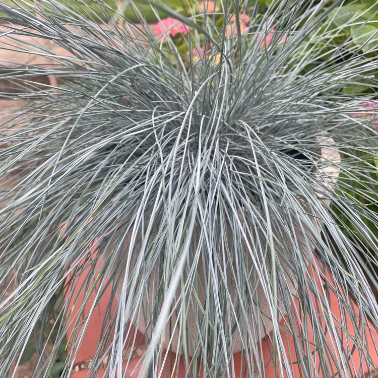 plant image 1675356