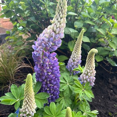 Lupin 'Persian Slipper'