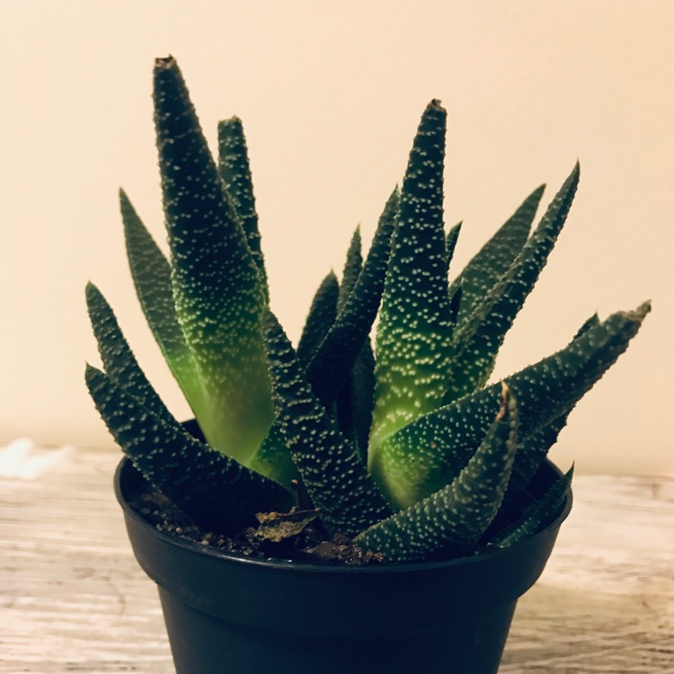 Plant image Gasteria Okavango