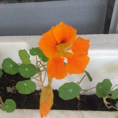 Nasturtium