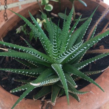 Haworthia 'Zebra'