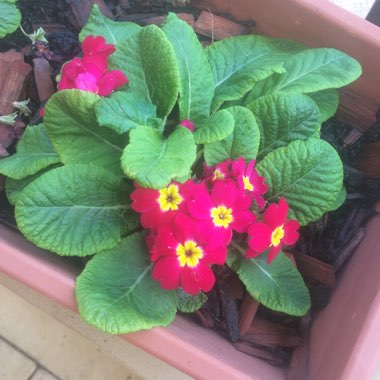 Polyanthus