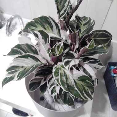 Calathea 'Fusion White'