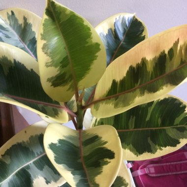 Rubber Tree 'Variegata'