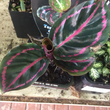 Rose Painted Calathea 'Dottie'