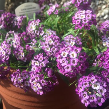 Sweet Alyssum