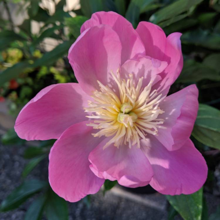 Plant image Paeonia lactiflora 'Kiev'