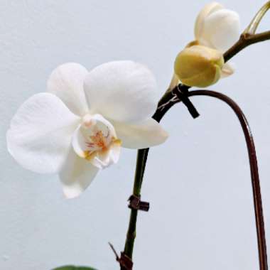 Moth Orchid