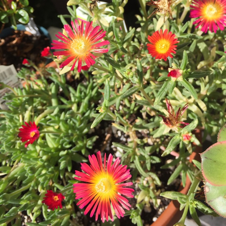 Plant image Delosperma Wheels Of Wonder 'Fire wonder'