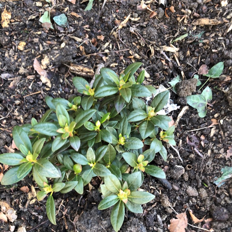 Plant image Rhododendron 'Aglo'