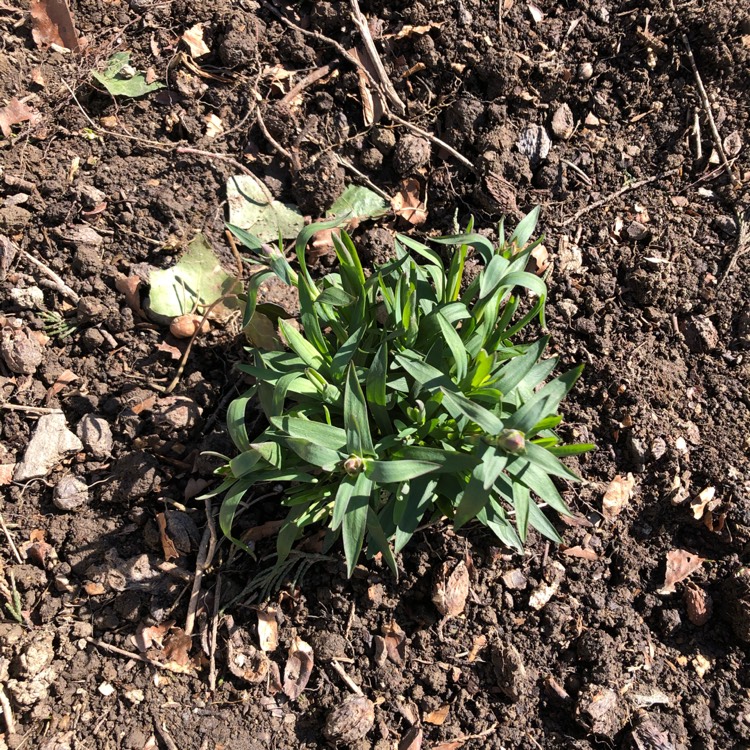 Plant image Dianthus 'Oscar' (Series)