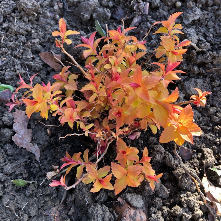 Plant image Spiraea japonica 'Magic Carpet'