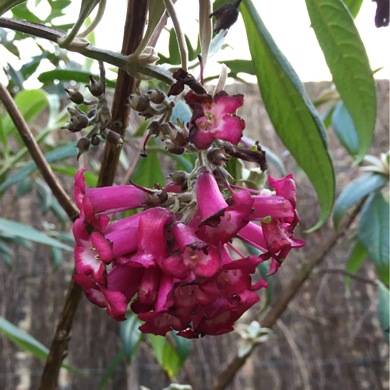 Plant image Buddleja colvilei 'Kewensis'