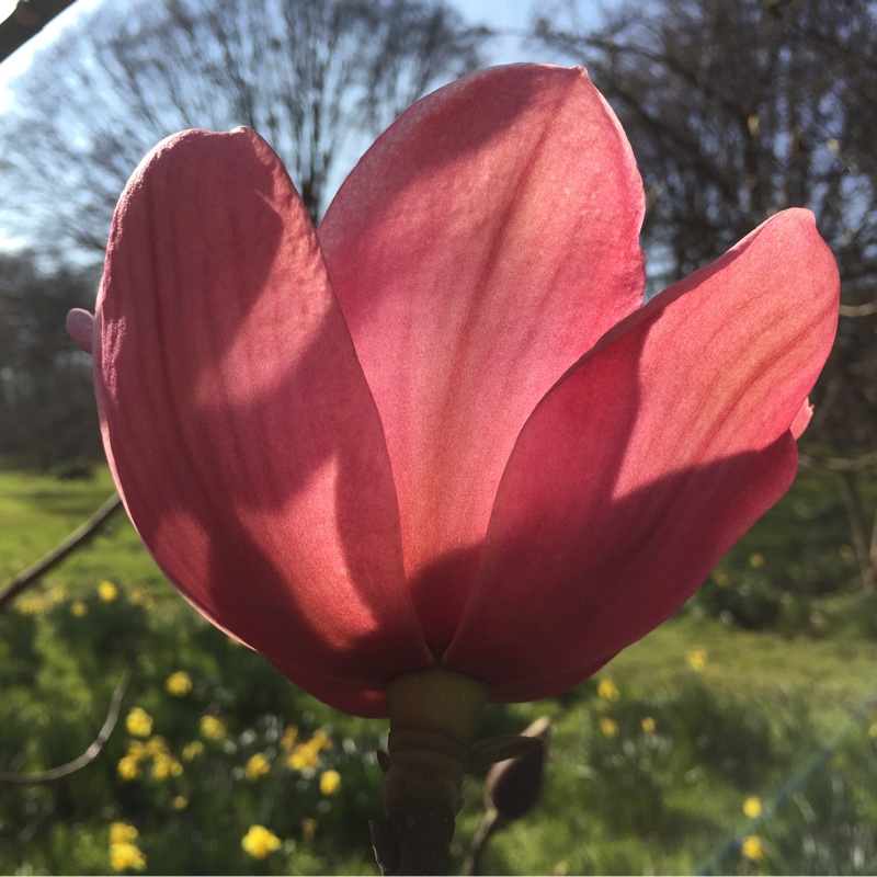 Plant image Magnolia campbellii