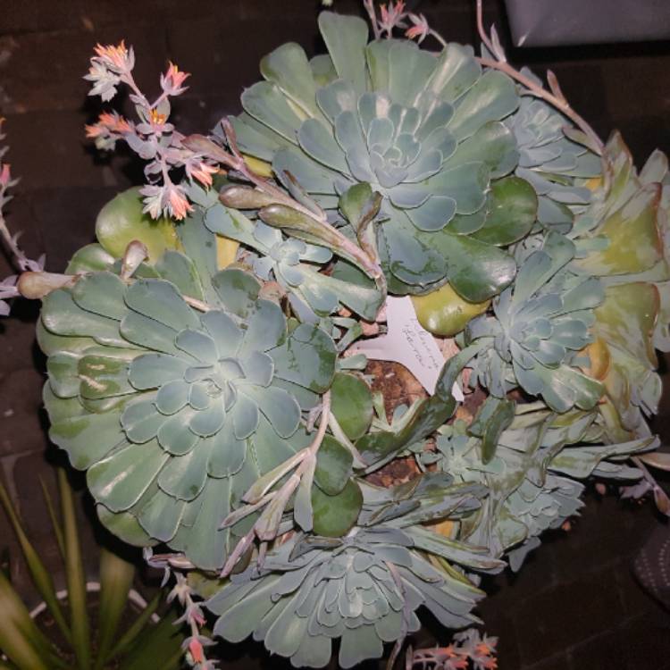 Plant image Echeveria Lara