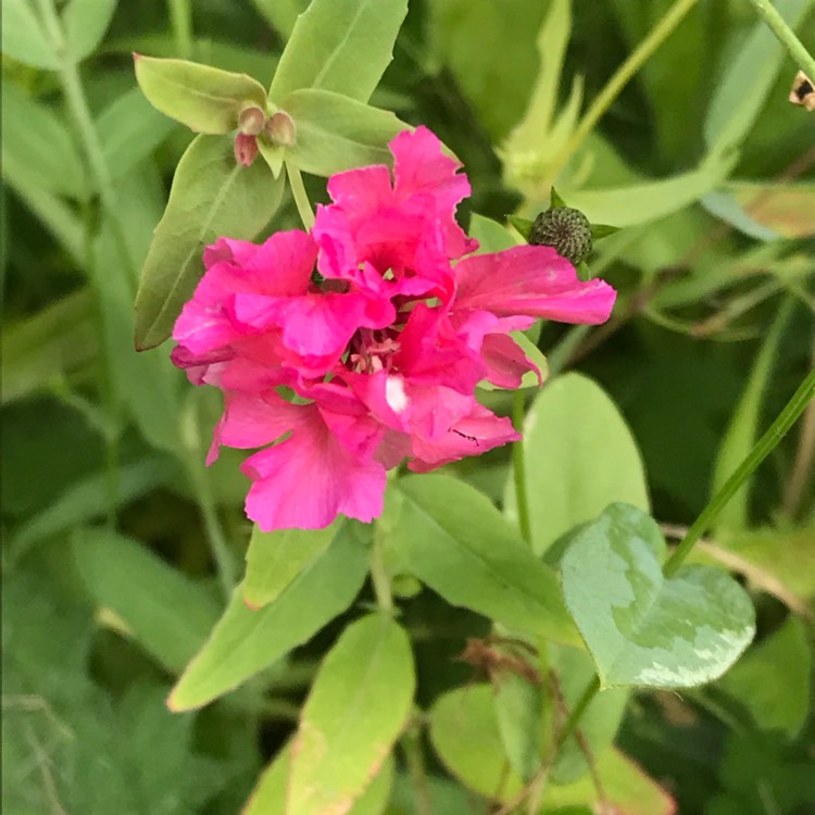 Plant image Clarkia Elegans