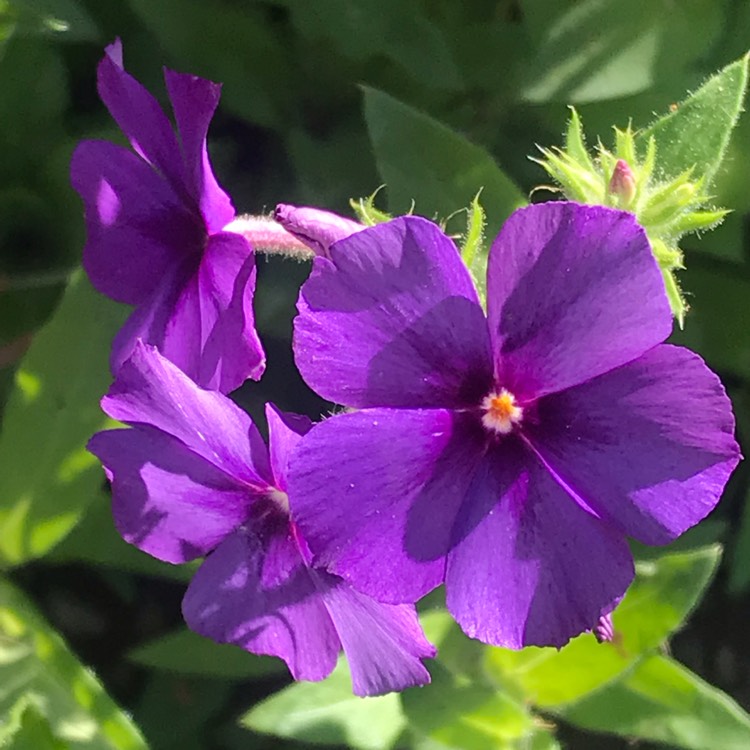 Plant image Phlox drummondii 'Dwarf Beauty' (Mix)