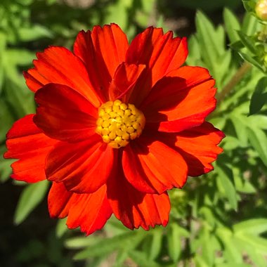 Cosmos Sulphureus 'Bright Lights' (Mixed)