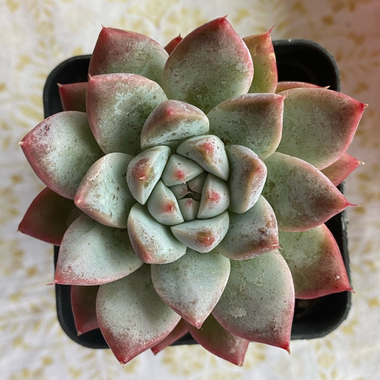 Plant image Echeveria Alba Beauty