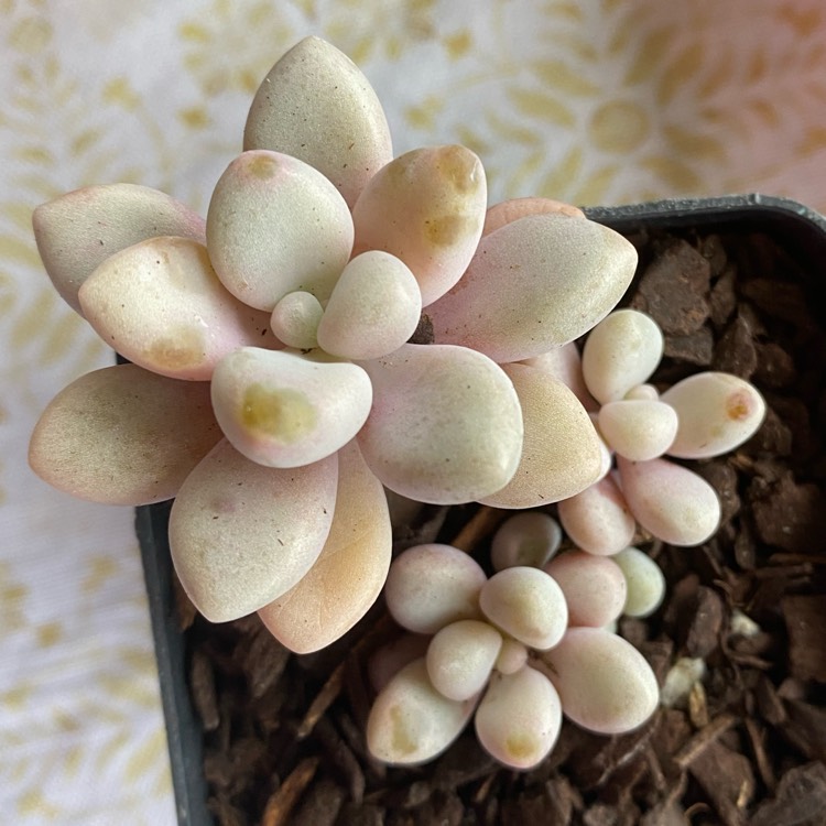 Plant image Graptopetalum Ellen