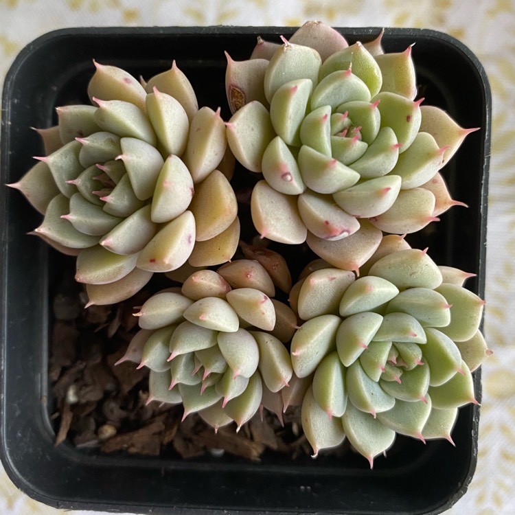 Plant image xGraptoveria Margarete Reppin