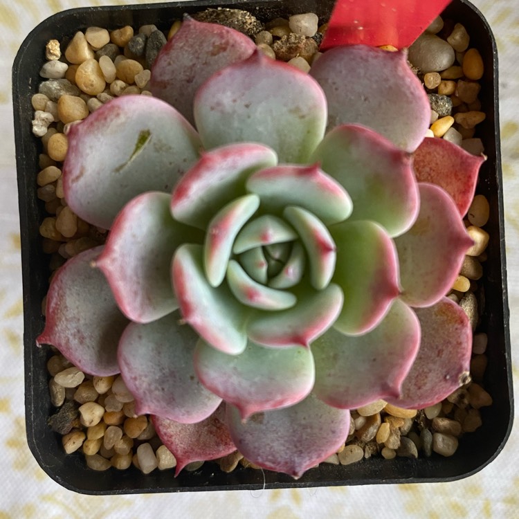 Plant image Echeveria Laulensis