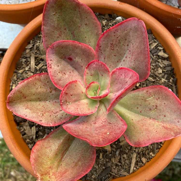 Plant image Echeveria Kissing