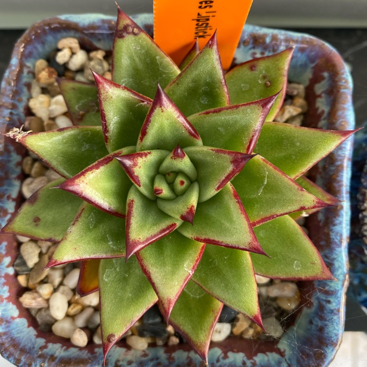 Plant image Echeveria Agavoides 'Lipstick'