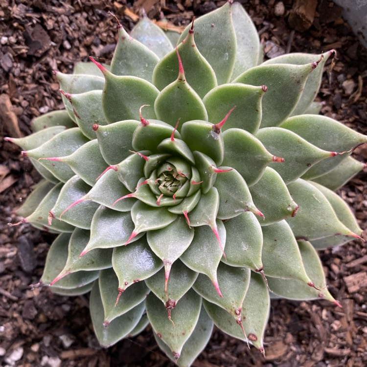 Plant image Graptopetalum Filiferum