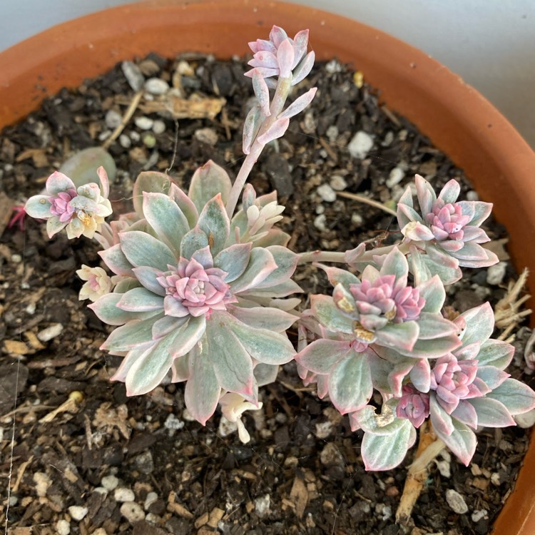 Plant image Echeveria Prolifica Varigata