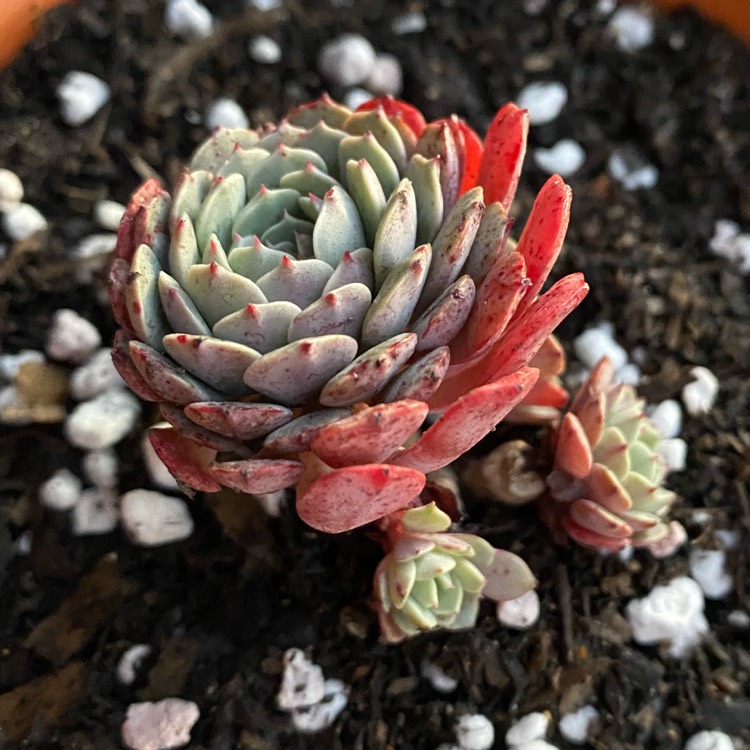 Plant image Echeveria Tuxpan