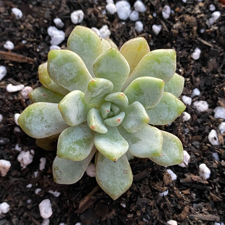 Plant image Echeveria Violet Magic