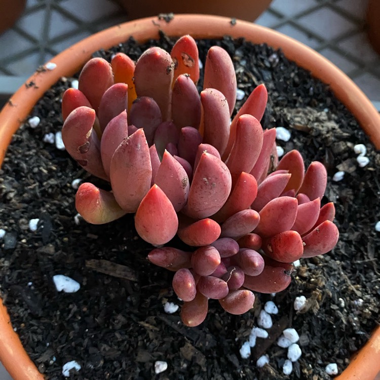 Plant image Pachyveria Red Banana 