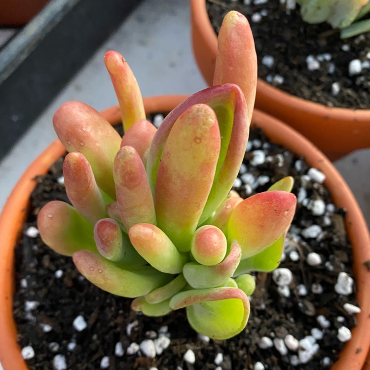 Plant image Kalanchoe Oricula