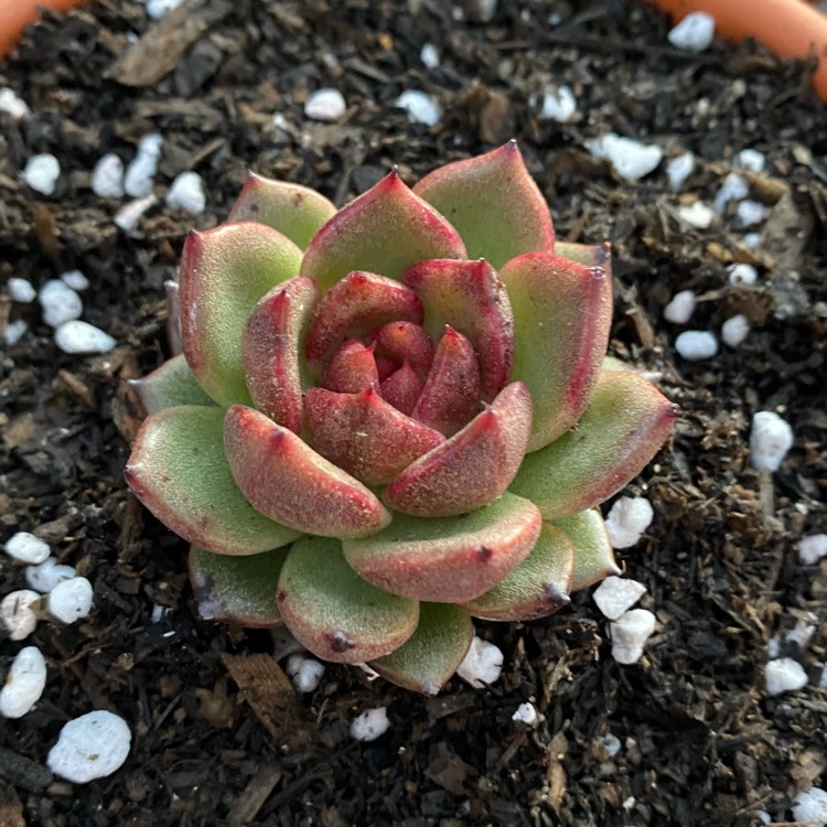 plant image 1602775