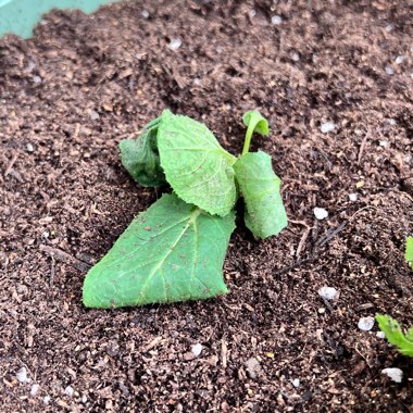 Chinese Cabbage 'Yuushou' F1