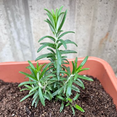 Rosemary 'Arp'