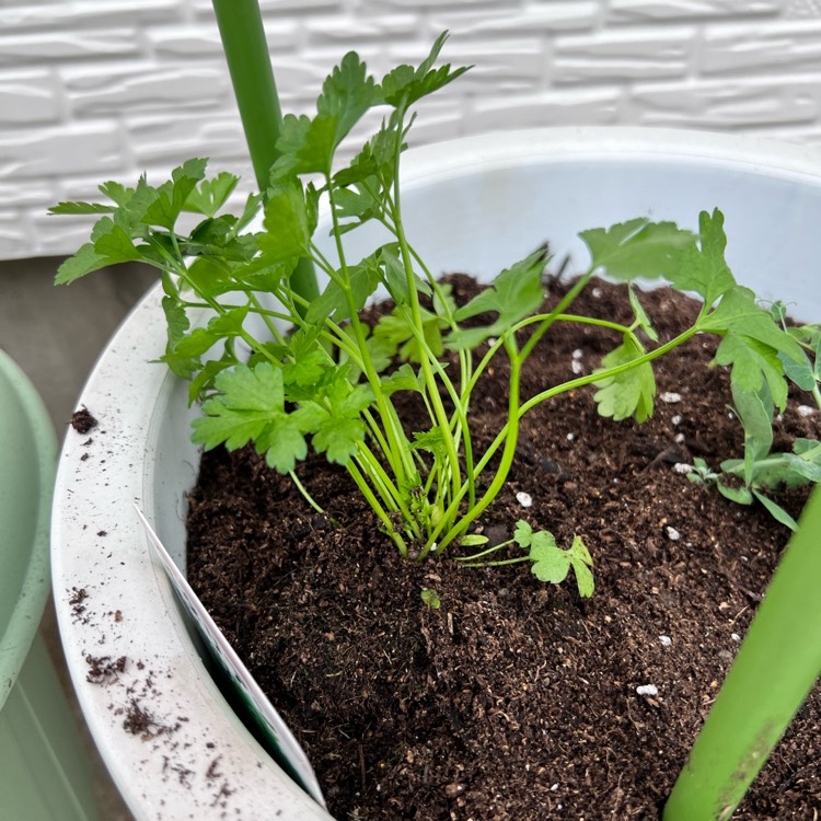 Plant image Petroselinum crispum 'Gigante'