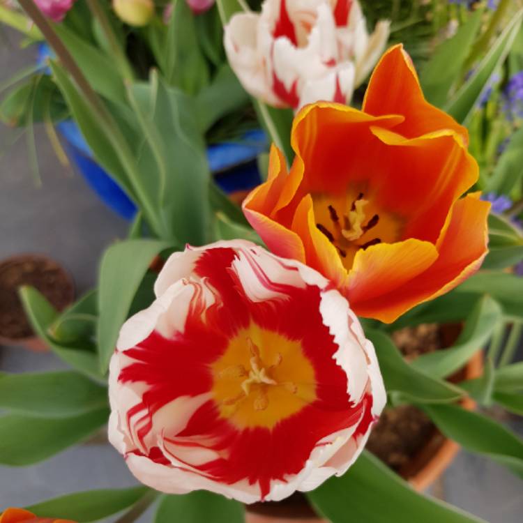 Plant image Tulipa (Rembrandt Group)