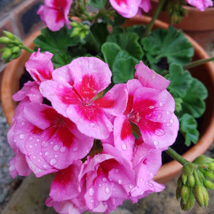 Plant image Pelargonium 'Peqz0007' (Calliope Medium Series) syn. Pelargonium 'Calliope Rose Splash'