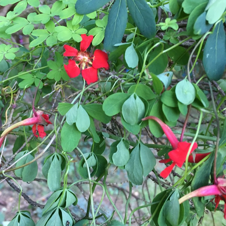 Plant image Tropaeolum speciosum