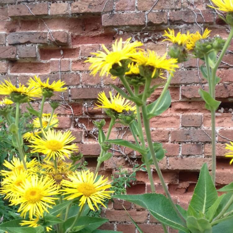 Plant image Inula helenium